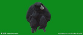 猴子在绿屏