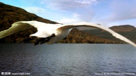 大雁南归航拍追踪拍摄影视素材