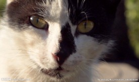 镜头下的虎斑猫