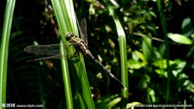 叶子上的蜻蜓 视频