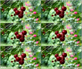 火红樱桃车厘子