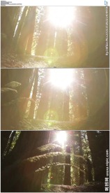 阳光穿过森林树杆