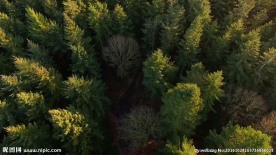 航拍视角俯瞰森林