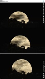 夜晚月亮从漆黑的树梢升起