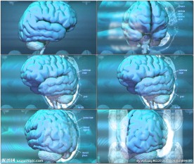 科技大脑旋转动态视频