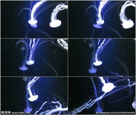 漂亮的海洋水母