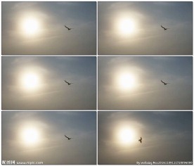 太阳飞鸟