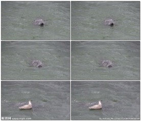 海鸥的凶猛攻击