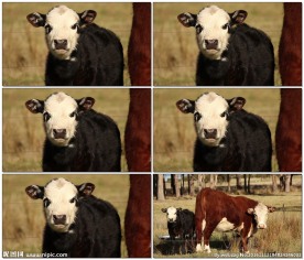 农场中的奶牛母子