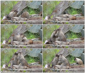 土拨鼠嬉闹视频