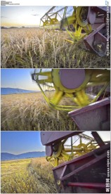 收割机收割小麦