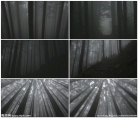 诡异的迷雾森林