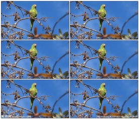 长尾小鹦鹉站在树枝上
