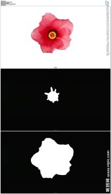 白背景鲜花盛开延时摄影素材