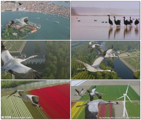 丹顶鹤迁徙飞过山河美景