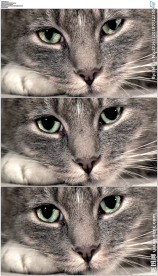 趴在地上的小猫