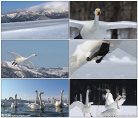 白天鹅冰天雪地