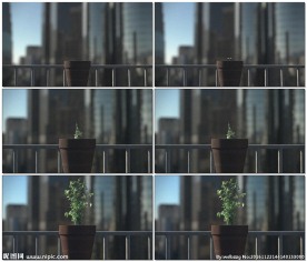 花盆里植物生长