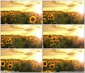 阳光向日葵花田