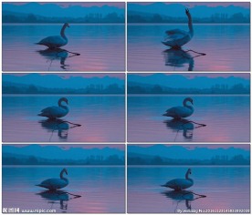 优雅的天鹅戏耍视频