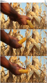 搬玉米干旱影响农业