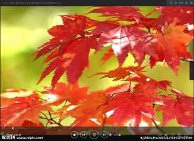 枫叶  LED 动态 背景素材