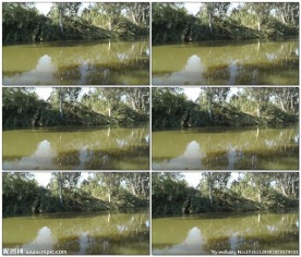 鸭子在河里游泳