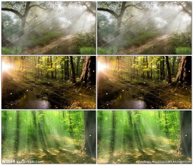 林间光线落叶纷飞