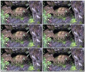 鸟妈妈喂养幼仔