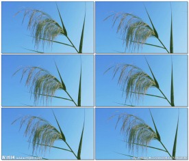 芦苇花随风摇摆