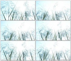 阳光透过芦苇花