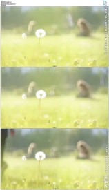 草地上的蒲公英