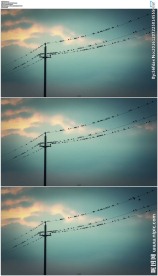 电线杆上的小鸟