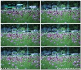 紫色小花的海洋