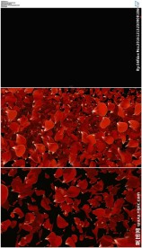 玫瑰花瓣飞舞转场带通道