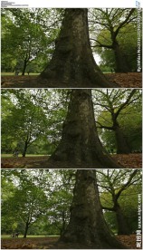 公园大树粗壮的树杆