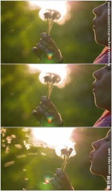 吹散手中的蒲公英