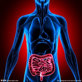 3D展示人体肠子部位