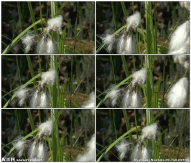 毛茸茸的植物的特写镜头