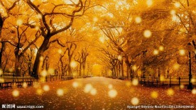 秋叶飘落树叶金秋天枫叶唯美背景