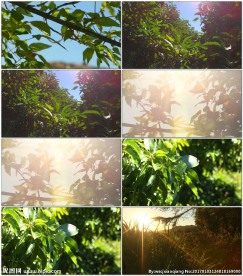 唯美阳光穿透树叶