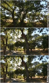 阳光透过小树林