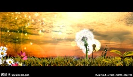 梦幻蒲公英视频