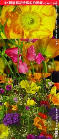 4K鲜花花卉特写实拍素材