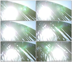 光晕透过棕榈叶