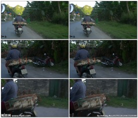 印度妇女用摩托车运输肉禽