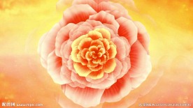 富贵牡丹 旋转大花