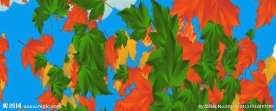 彩色枫叶