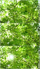 柔和阳光透过树叶