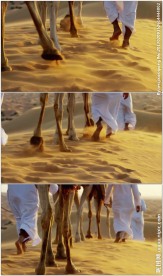 沙漠骆驼队前行